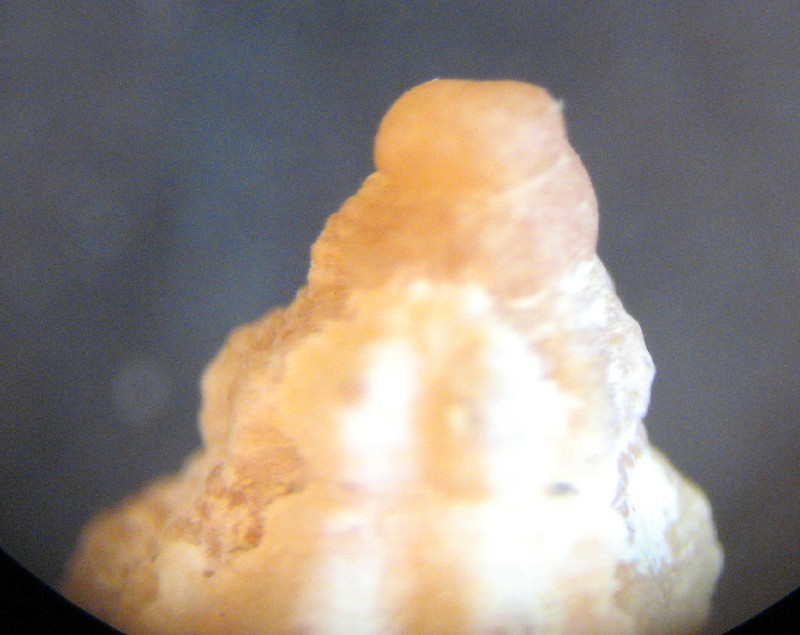 Raphitoma ?  (pagurato)